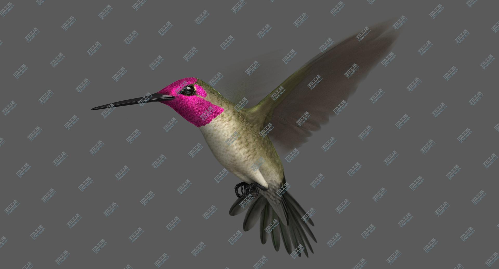 images/goods_img/202105071/3D Anna's Hummingbird (Animated) model/4.jpg